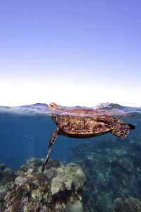 Turtle at Ningaloo Reef